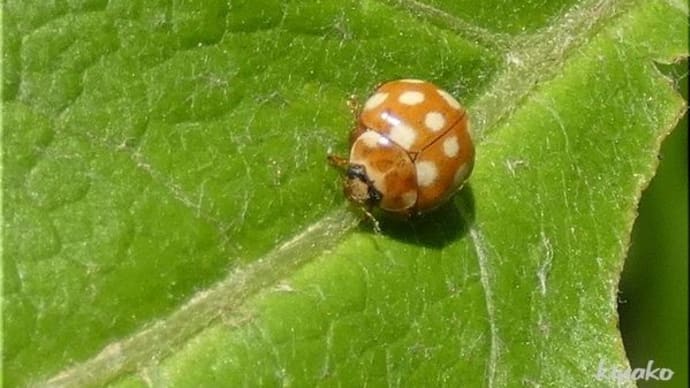 テントウムシとハムシです。