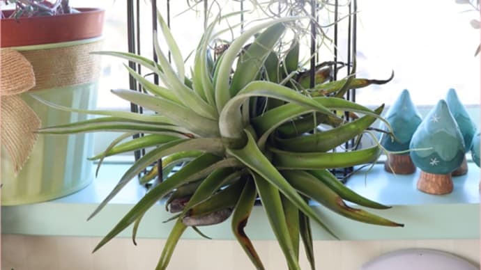 ミシン部屋は植物部屋に*エアープランツは可愛い^^