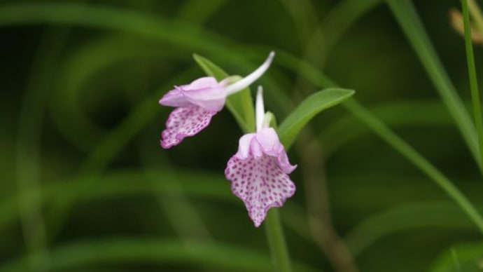 小山飾りのカモメランが開花しました。