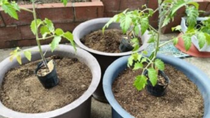 9号鉢にミニトマト:アイコの苗を植えました