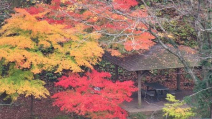 風布川の秋