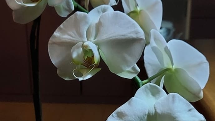 胡蝶蘭がやっと全部咲きました