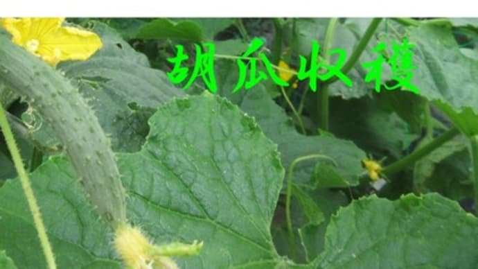 菜園日誌〈きゅうり〉(*'▽')!!日々ジャンジャン収穫中ですよ😝