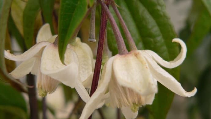 冬の花：冬咲きクレマチス