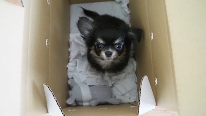 夢たん一歳♪