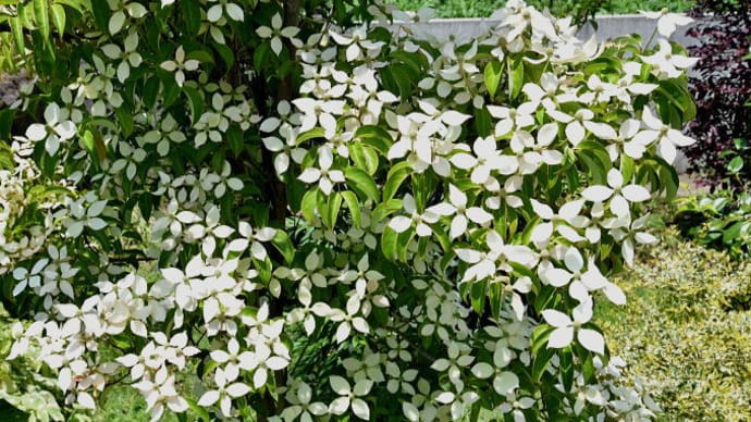 ヤマボウシの花