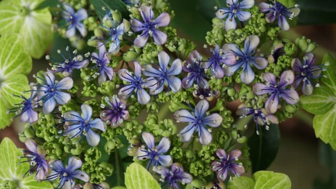 夏の花：額紫陽花’大島緑花’