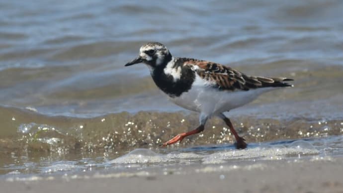 キョウジョシギ 歩く