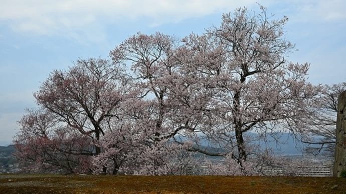 津山城跡（鶴山公園）の桜（有料エリア）