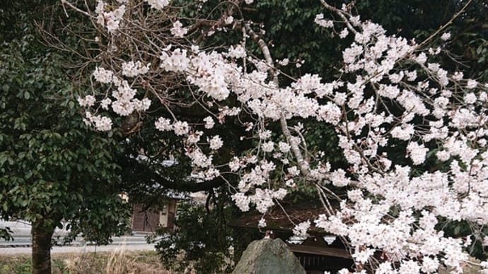 #GUSTO櫻 と#桜