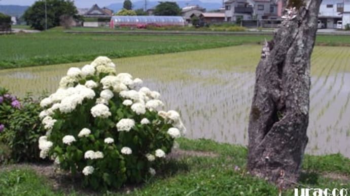 大井神社のアジサイ(2)