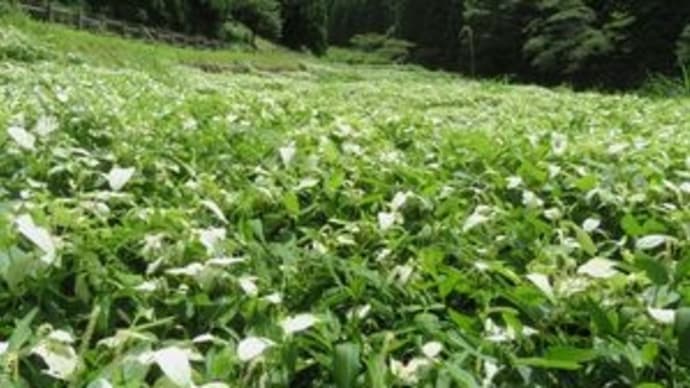 奈良県御杖村へ
