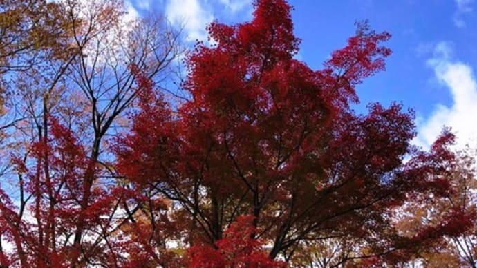 アートな四季の香公園の紅葉・・🍂🎷♫