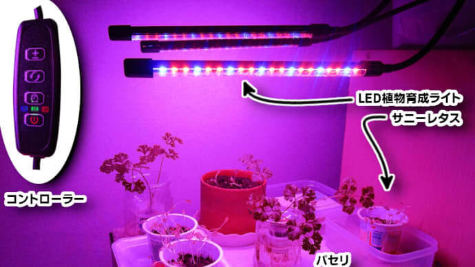 10月19日 植物育成ライトを使う。