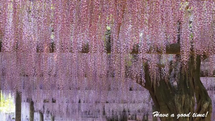 満開の藤を追いかけて　vol.1 （　天王川公園）