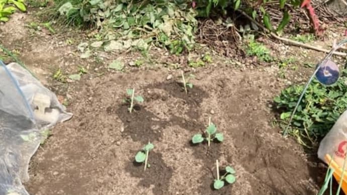 《家庭菜園》プロッコリー【植えつけ】(20/10/04)