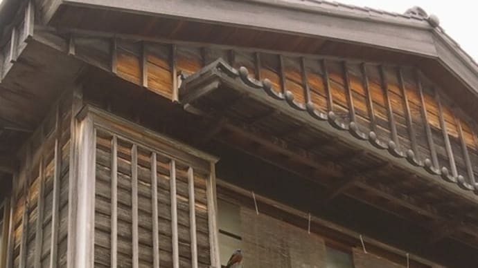 伊勢でもイソヒヨドリ
