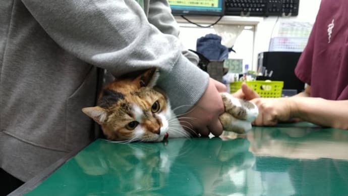 つぶあん、赤血球増加も白血球低下