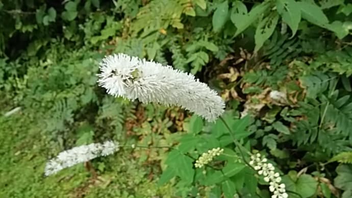 篠崎央子/痩身の夫蟷螂に狙はるる