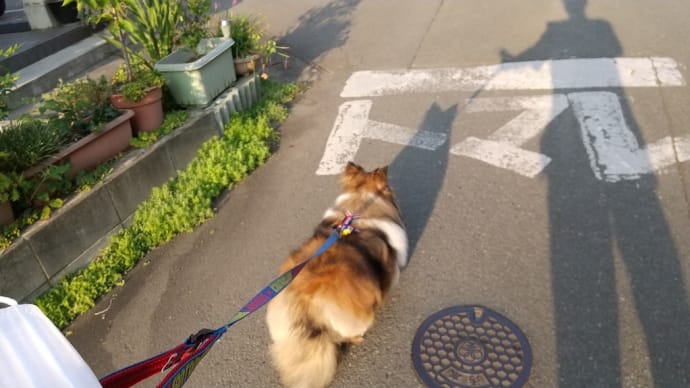 少しでも涼しい時にあさんぽ🐶