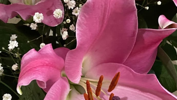 レクサスという名のゆりの花