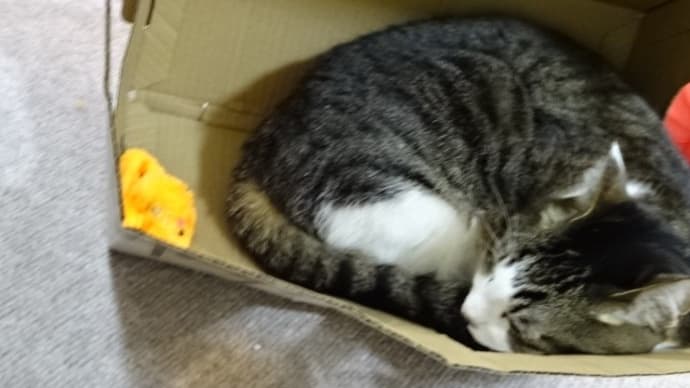 かあちゃん!欠陥住宅ニャ