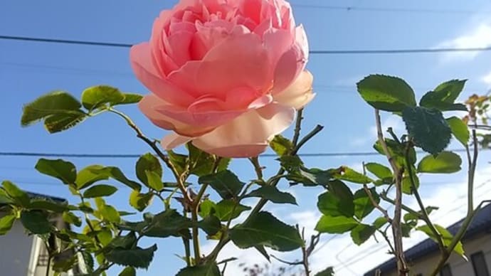 ピエール・ド・ロンサールのバラが咲いた