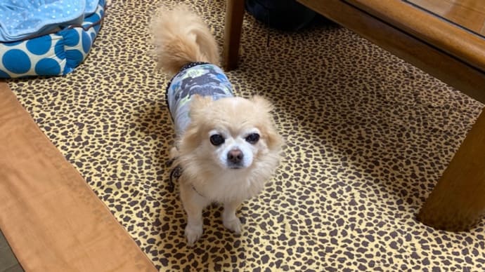 犬もコロナ予防でマスク?