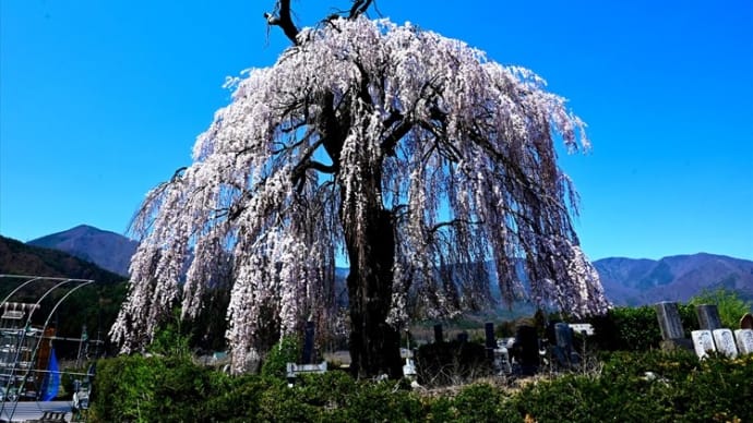 梓川　北条の枝垂れ桜
