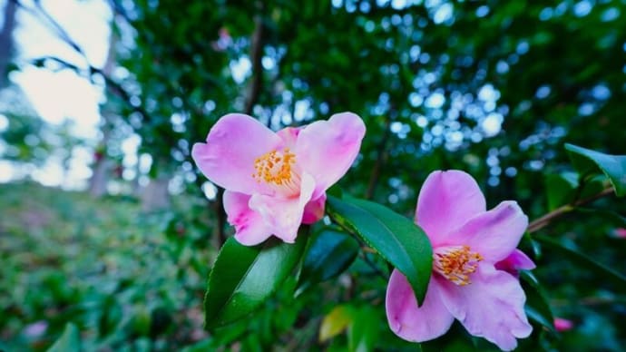 ツバキとユキヤナギ(板橋区立赤塚植物園 2024.2.24撮影)