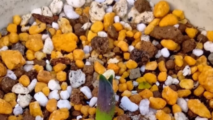 球根に芽が出ました 20241015
