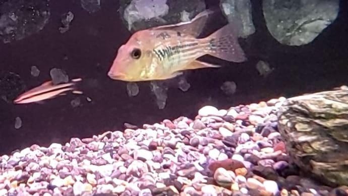 今週の入荷魚 7月13日