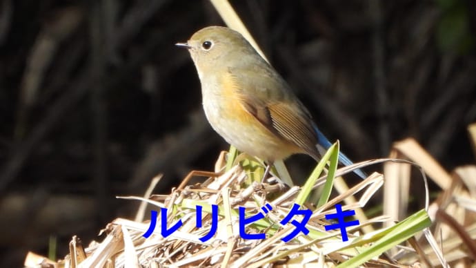 里で元気に越冬中ールリビタキ