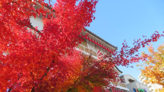 善光寺は名残の紅葉!
