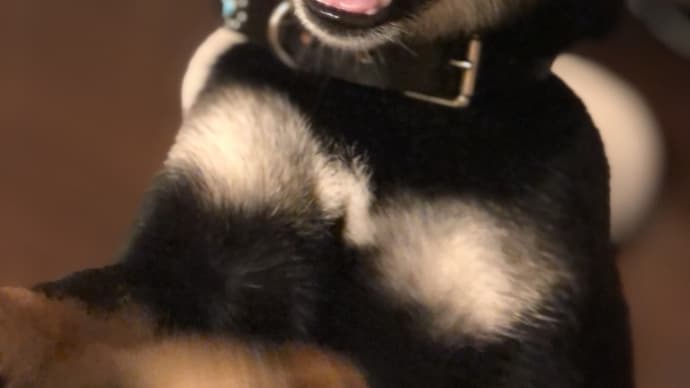シャンプーして 首輪 変えたワン🐶💓