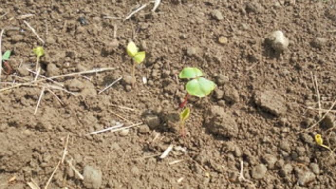蕎麦の発芽を確認