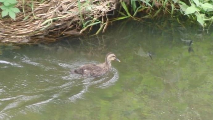 一人ぼっちのカルガモ 何処へ 近くの川に探しに行く 他の一人ぼっちのカルガモ