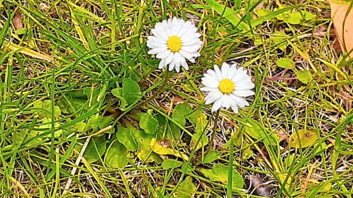 お花で一休み（１４９）　 札幌の芝生の中で咲いている白くて可愛い花