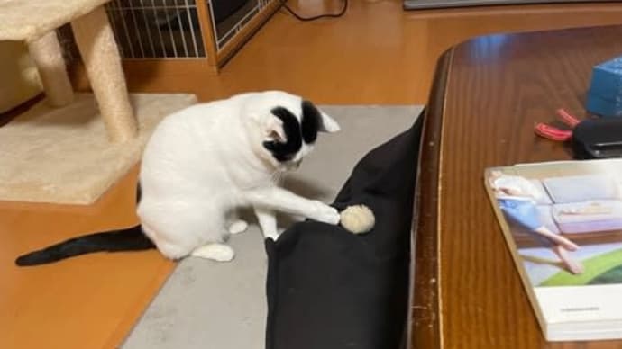 239. 気をつけないと食べられるヒモ類