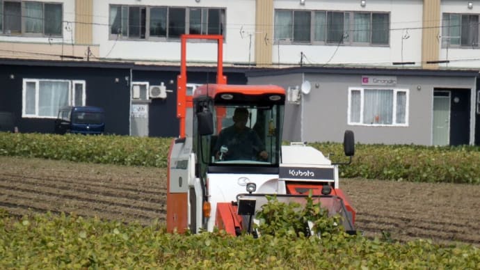 小豆の収穫で大忙し