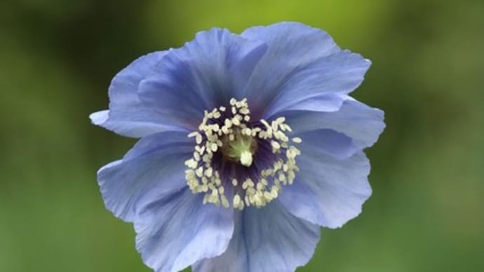 上三依水性植物園の「ヒマラヤの青いケシ」