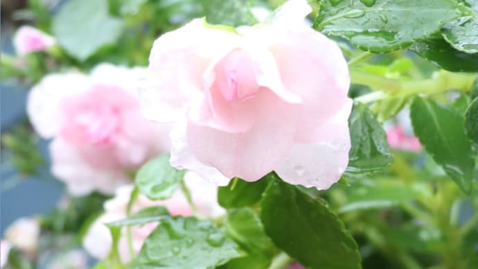 期待の秋の花*カリフォルニアローズ・フィエスタ’アップルブロッサム’