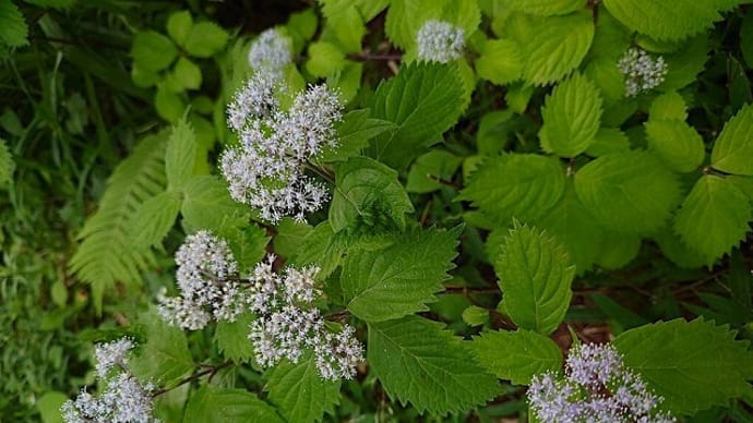 コアジサイ（小紫陽花）・コアヤメ（小菖蒲）・ヤマボウシ（山法師）・アオモンイトトンボ・カワウの巣・ニホンアマガエル・北村西望彫刻館・俳句鑑賞