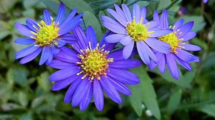 庭の花(10月-2)ノコンギク、キントラノオ、サンタンカ、ジャスミン、他
