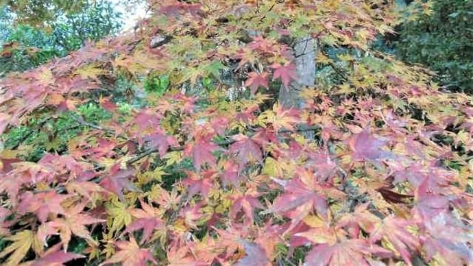 山口県下関市「長府庭園紅葉」総集編&2ニャン寝顔で~す(#^^#)