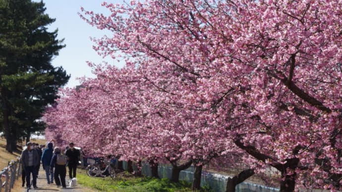 美和桜(河津桜)2023