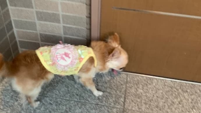 「ただいま~でち~(*´з`)」