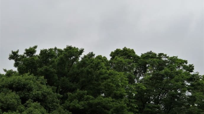 すっきりしない天気でした！！
