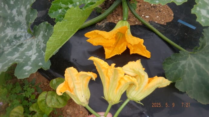 雨前の野菜収獲4種類