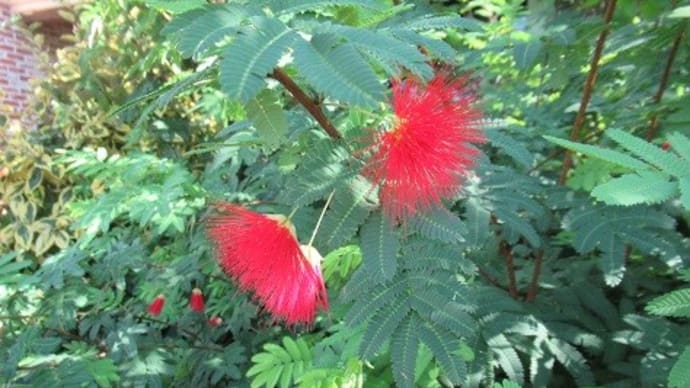 ネムノキ マメ科の植物 オジギソウ